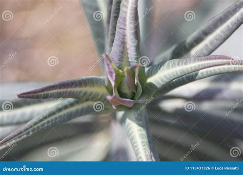 Euphorbia Lathyris Gopher Spurge Green Plant Stock Photo - Image of paper, plant: 113431326