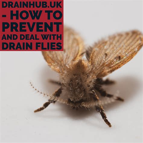 Drain Fly Infestation