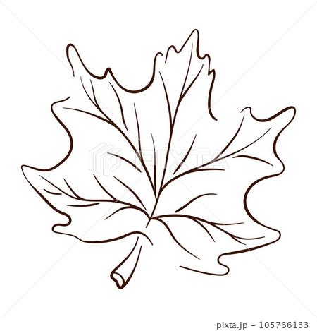 Image result for Maple Tree Line Drawing