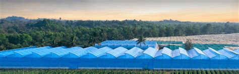 Greenhouse Film Complete Guide: Types, Benefits and Uses