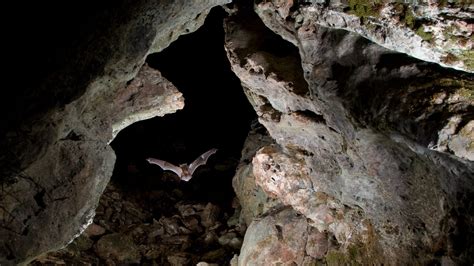 Bats Flying Out Of Cave
