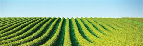 On ‘Sustainable Food Systems’ | Global Oil & Fats Business Online ...