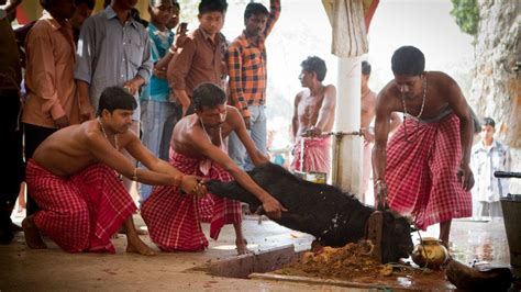 Petition · Let's stop animal sacrifice in the name of religion - India ...