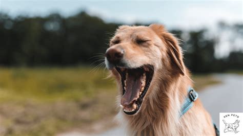 What Does Dog Yawning Mean at Buddy Franzen blog