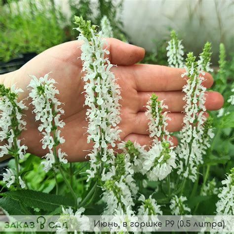 Шалфей дубравный Шнеехюгель - купить саженцы с доставкой