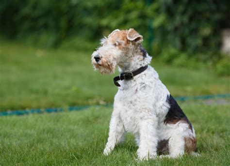 Wire Fox Terrier Dog Breed Health and Care | PetMD