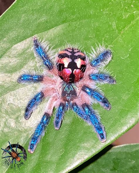 Typochlaena seladonia (Brazilian Jewel) 0,5cm – Tarantula Room