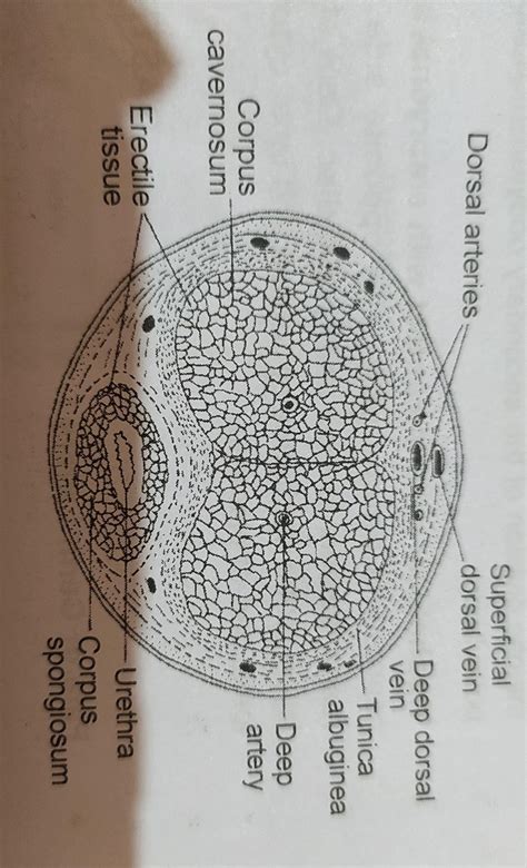 Q. Sketch and label seminiferous tubule as seen in the T.S. of testis ...