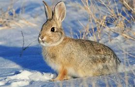 Image result for Wild Baby Cottontail Rabbits