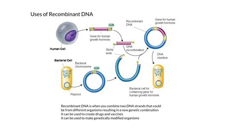 Recombinant DNA 的图像结果