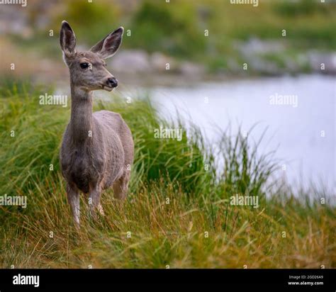 Mule Deer at Crane Prairie Reservoir, Deschutes National Forest ...