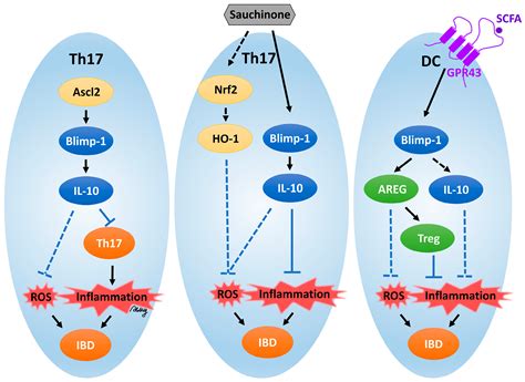 Transcription Factor Blimp-1: A Central Regulator of Oxidative Stress ...