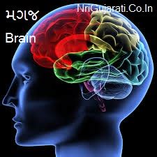 Human Body Parts Name with Picture in Gujarati to English - Male Female ...