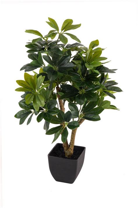 Artificial Real Touch Schefflera With Pot , Height -2 ft ( Pack of 2 P ...