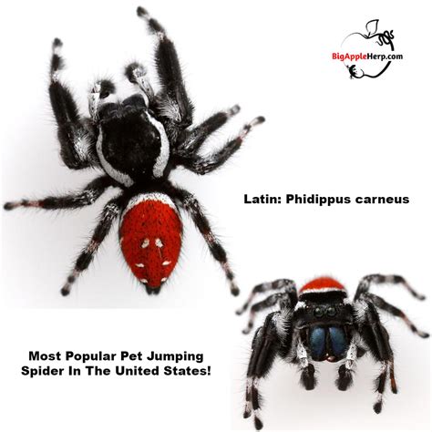 Red Back Jumping Spider