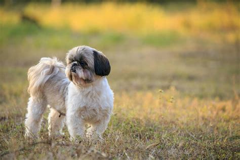 Understanding Shih Tzu Age: Lifespan, Health, and Care Tips
