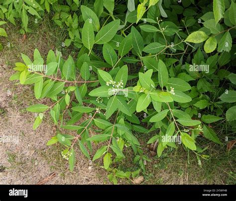 hemp dogbane (Apocynum cannabinum) Plantae Stock Photo - Alamy