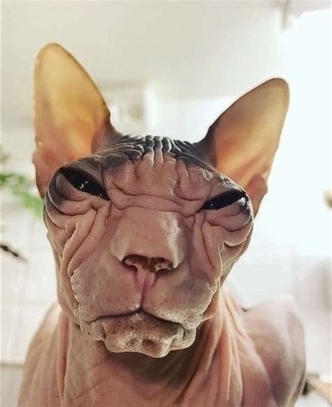 GOTH KITTY | Spiral Direct | Cute hairless cat, Cute cat memes, Ugly cat