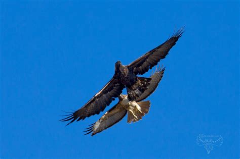 Golden Eagle Wingspan Size