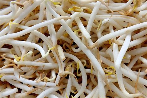 Bean Sprouts En Español