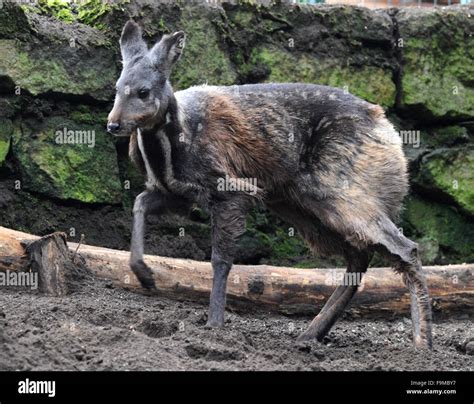 An year and a half old male of rare Siberian musk deer (Moschus ...