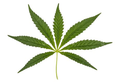 Vibrant Green Cannabis Leaf Against Transparent Background Cutout ...
