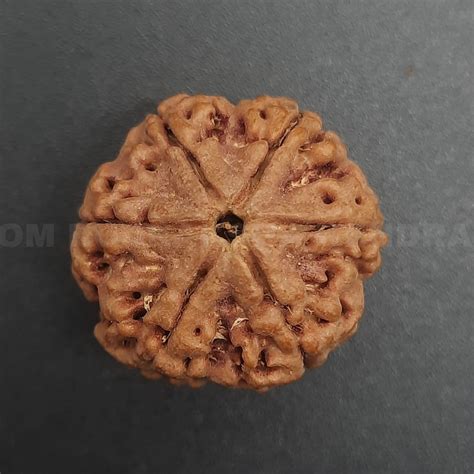 Original 6 Mukhi Nepal Rudraksha | Six Face Bead for Focus, Confidence ...
