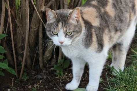 Image result for Canon 1200D Tutorial