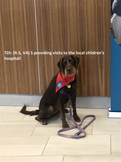 Therapy Dogs International