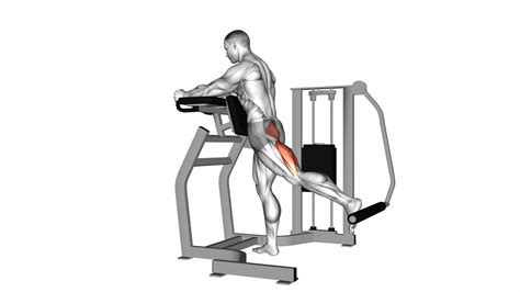 Lever Standing Hip Extension - Exercise Guide & Tips