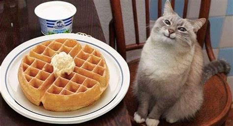 Image result for Python Function for a Random Even Number
