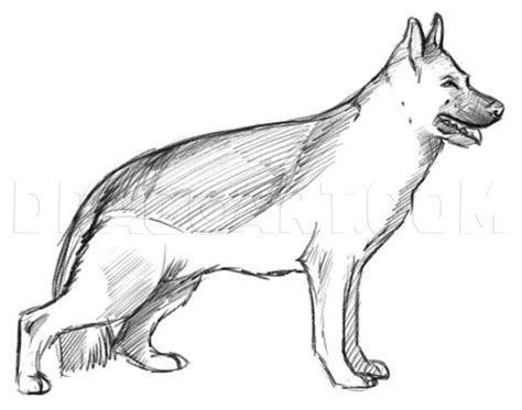 Realistic Dog Drawing Tutorial 的图像结果