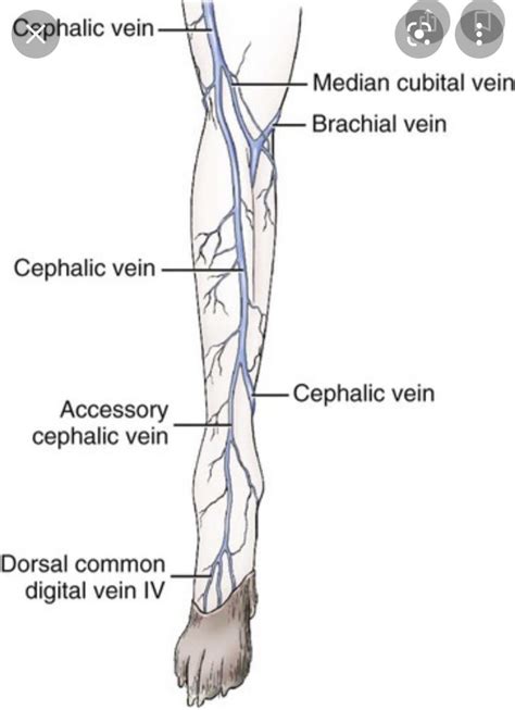 Not many people, even my DVMs, know the vein that crosses the medial ...