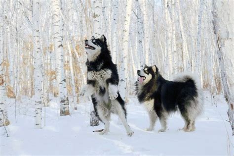 阿拉斯加犬 阿拉斯加雪橇犬 阿拉斯加狗 纯种阿拉斯加幼犬 支付宝 阿拉斯加 /编号10107102 - 宝贝它