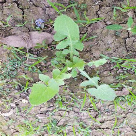 Arduino Weed Identifier Python 的图像结果