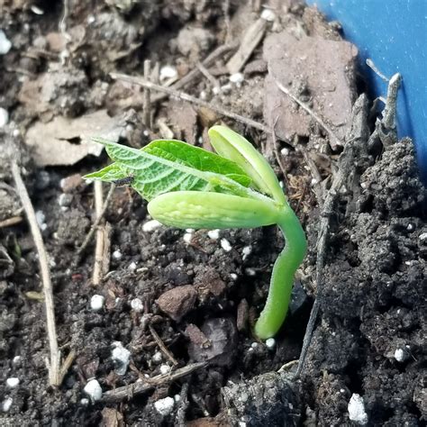 thinking about thos Beans : r/vegetablegardening
