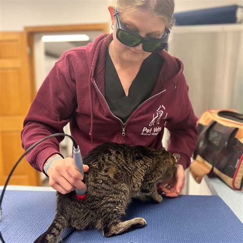 Veterinarian in Oak Park, IL | PetVets Animal Hospital