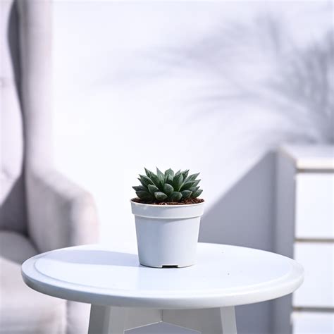 Shop premium Haworthia plants online | Beautiful and Easy-care ...