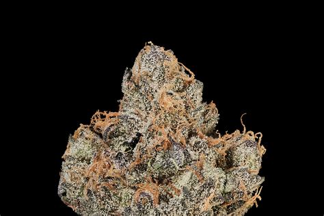 Vanilla Frosting — MAVEN GENETICS