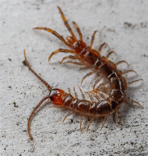 Centipede Control - Pest Asset - Pest Control