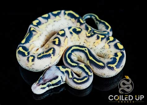 Super Pastel Freeway *FREE SHIPPING* Ball Python by Coiled Up Snakes ...