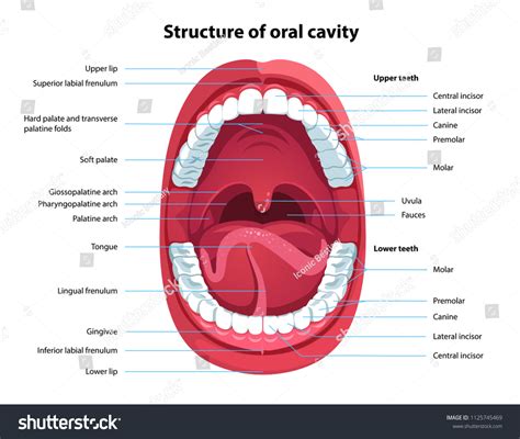 43,419 Mouth parts Images, Stock Photos & Vectors | Shutterstock