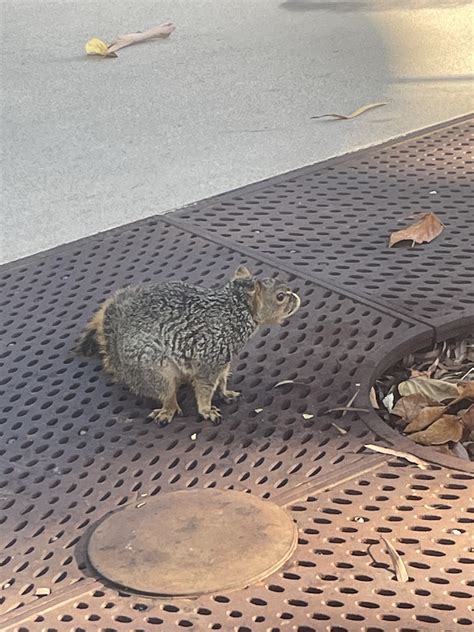 squirrel : r/CSULB