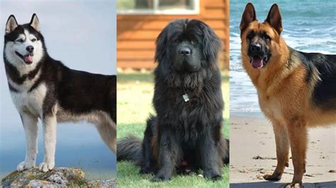 10 Biggest dog breeds that are gentle including Labrador, Siberian ...