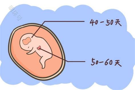 胎心和胎芽会在孕几周出现？一文了解下涨知识_资讯频道_东方养生