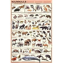 Laminated Mammals Educational Animal Chart Poster | Ubuy India