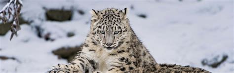 [100+] Snow Leopard Wallpapers | Wallpapers.com