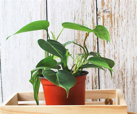 How to care for a philodendron plant: expert care advice | Homes and Gardens
