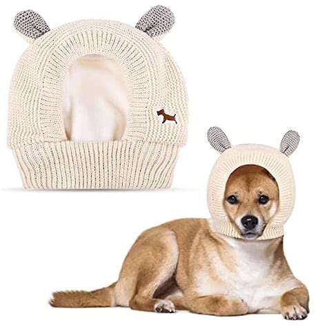 Why Are My Dogs Ears Warm