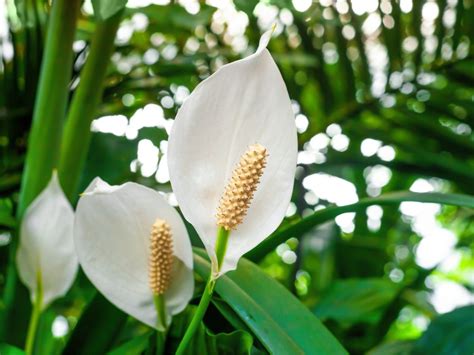 Indoor Peace Lily: Growing A Peace Lily Plant | Gardening Know How